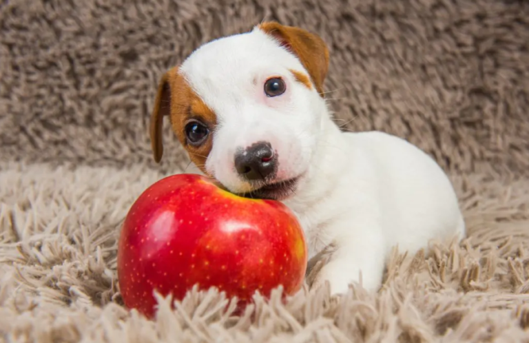 Los perros pueden comer manzana?