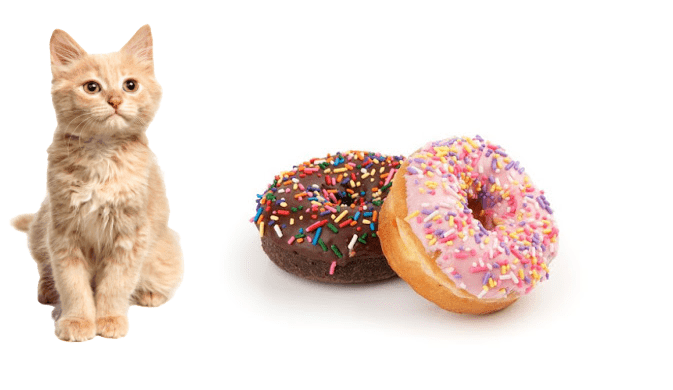 Los Gatos Pueden Comer Donas?