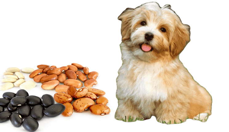 Los Perros Pueden Comer Frijoles?