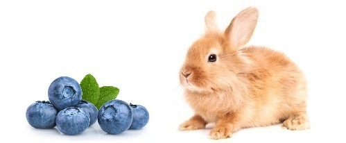 Los conejos pueden comer arándanos?