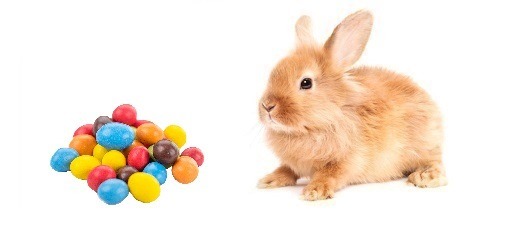 Los conejos pueden comer dulces?