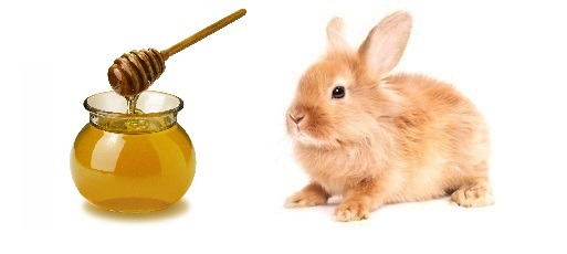 Los conejos pueden comer miel?
