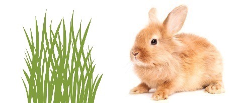 Los conejos pueden comer pasto?