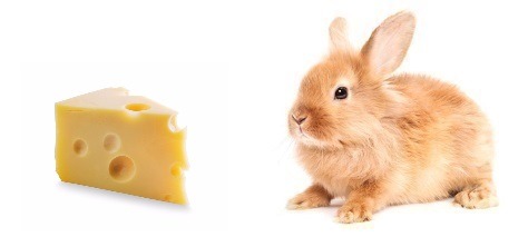 Los conejos pueden comer queso?