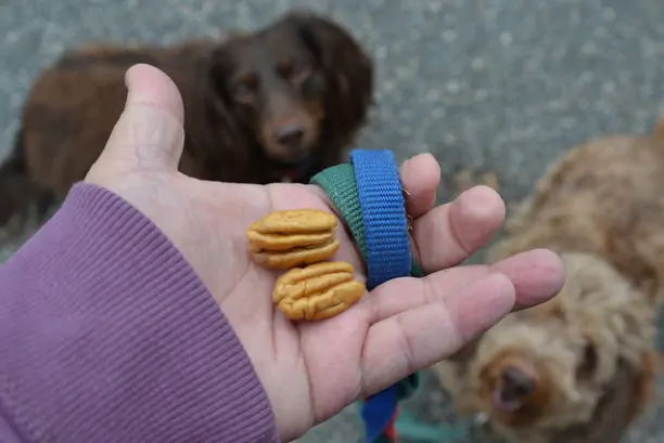 Los perros pueden comer nueces?
