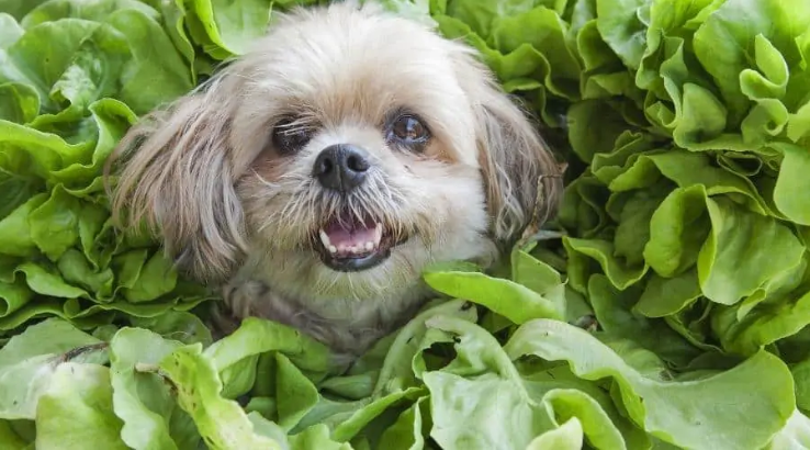 Los perros pueden comer lechuga?