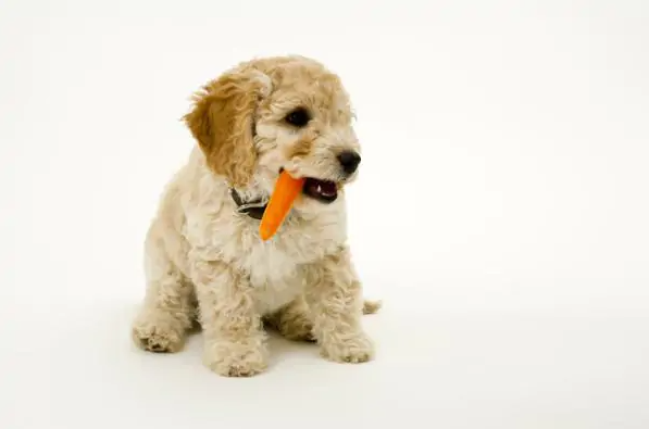 Los perro pueden comer zanahoria?