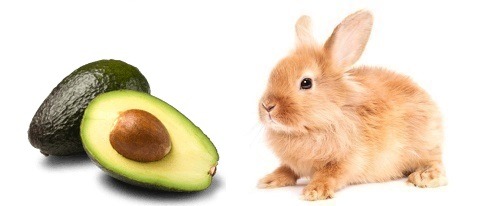 Los conejos pueden comer aguacate?