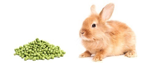 Los conejos pueden comer arvejas?