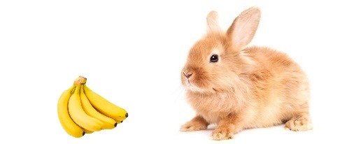 Los conejos pueden comer banana?