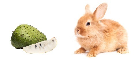 Los Conejos Pueden Comer Guanábana?