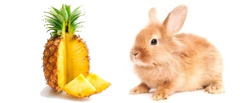 Los conejos pueden comer piña?