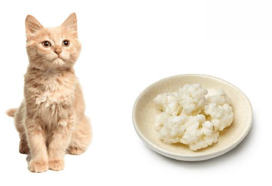 Los gatos pueden comer kefir?