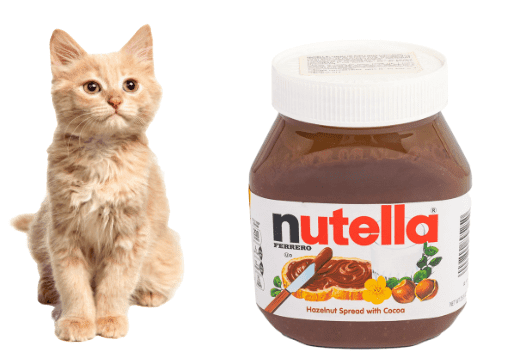 Los gatos pueden comer Nutella?