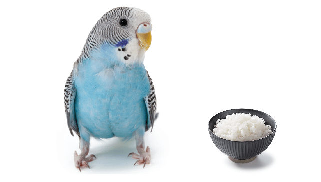 Los periquitos pueden comer arroz?