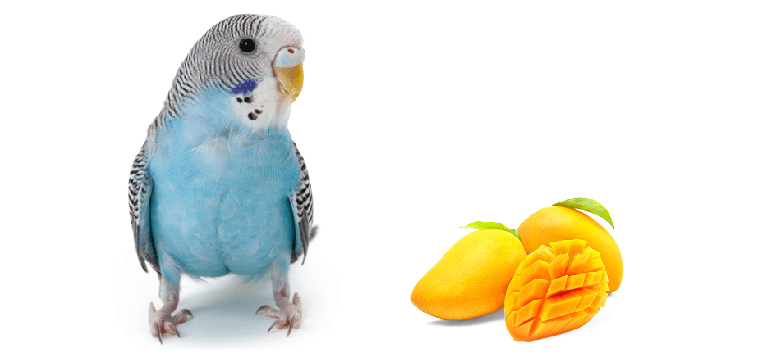 Los periquitos pueden comer mango?