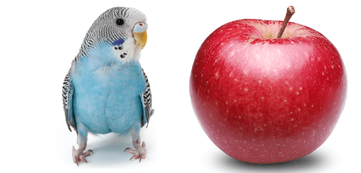 Los periquitos pueden comer manzana?