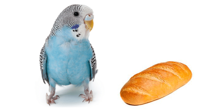 Los periquitos pueden comer pan?