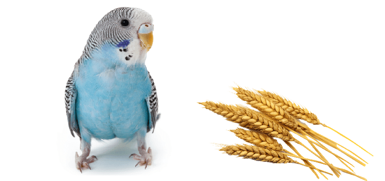Los periquitos pueden comer trigo?