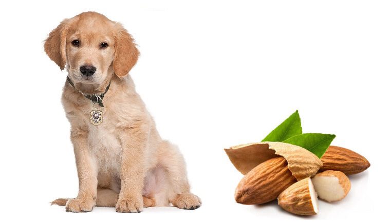 Los perro pueden comer almendras?