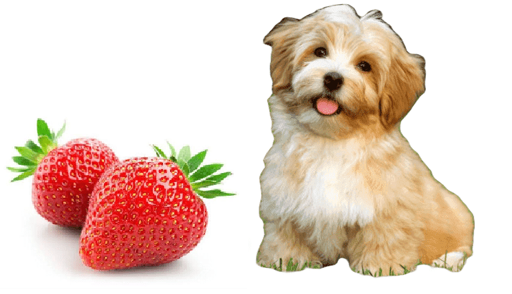 Los Perros Pueden Comer Frutillas?