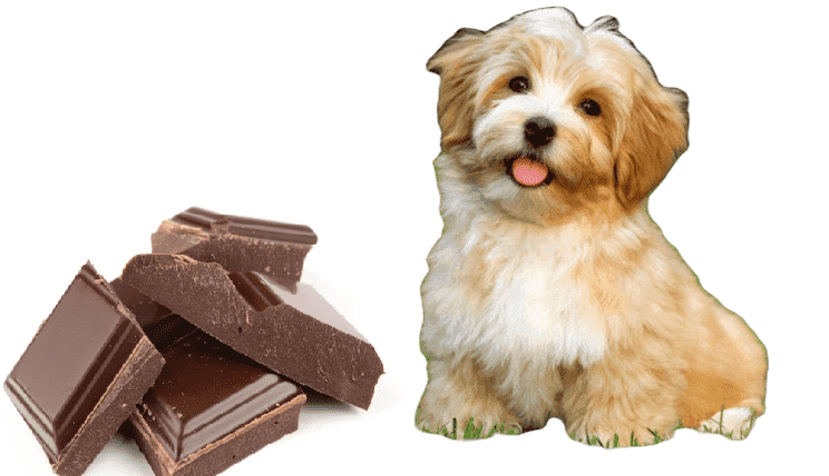 Los Perros Pueden Comer Chocolate?