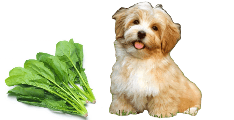 Los Perros Pueden Comer Espinacas?