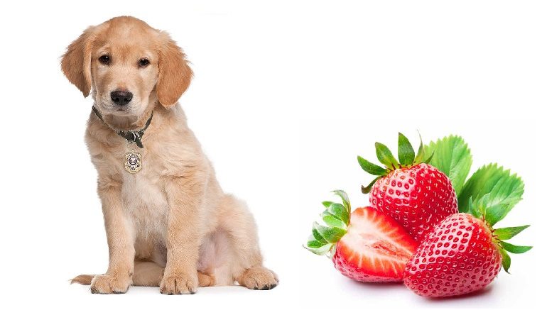 Los Perros Pueden Comer Fresas?