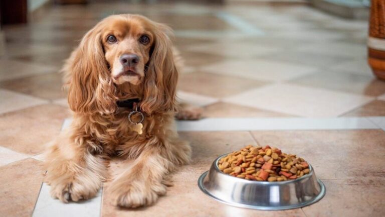 Los perros pueden comer lentejas?