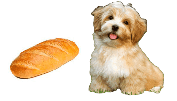 Los perros pueden comer pan?