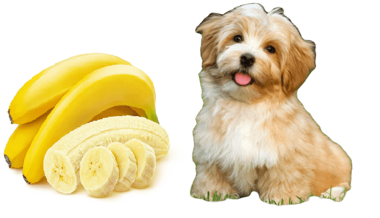 Los Perros Pueden Comer Plátano?