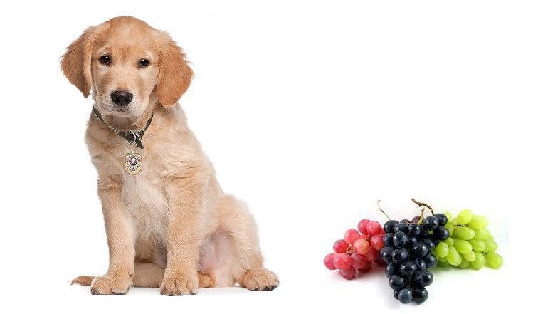 Los perros pueden comer uvas?