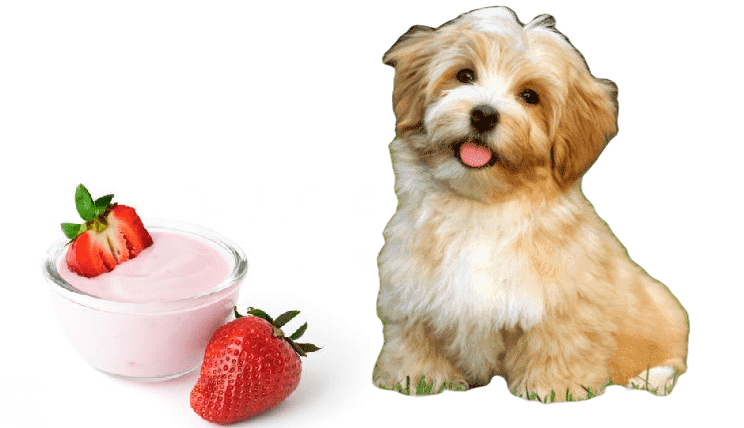 Los Perros Pueden Comer Yogur?