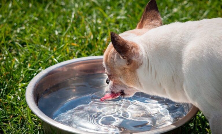 Mi perro toma mucha agua