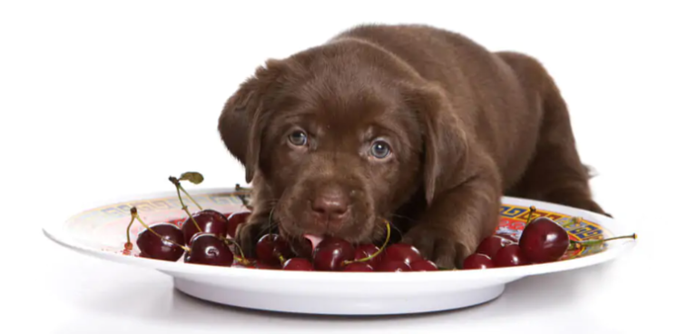 Los perros pueden comer cereza?