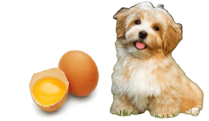 Los Perros Pueden Comer Huevo?