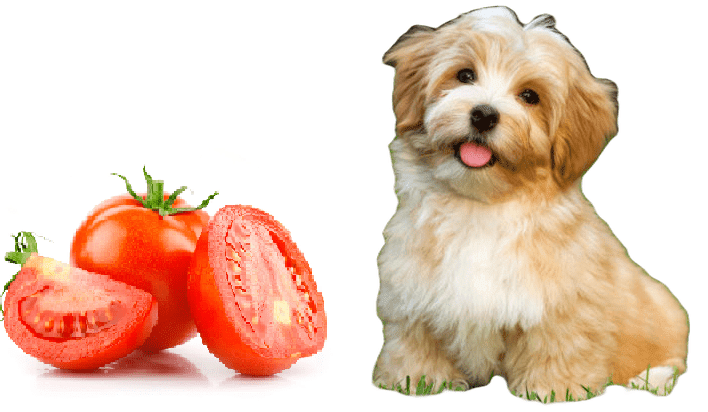 Los Perros Pueden Comer Tomate?