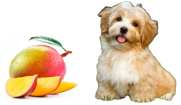 Los perro pueden comer mango?