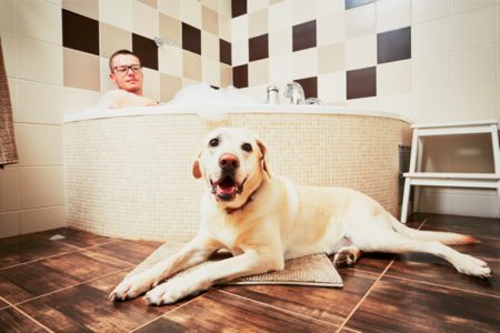 Porque los perros te acompañan al baño?