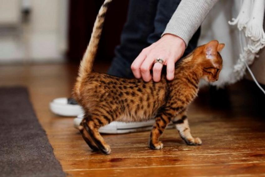 Porque mi gato mueve la cola mientras lo acaricio?