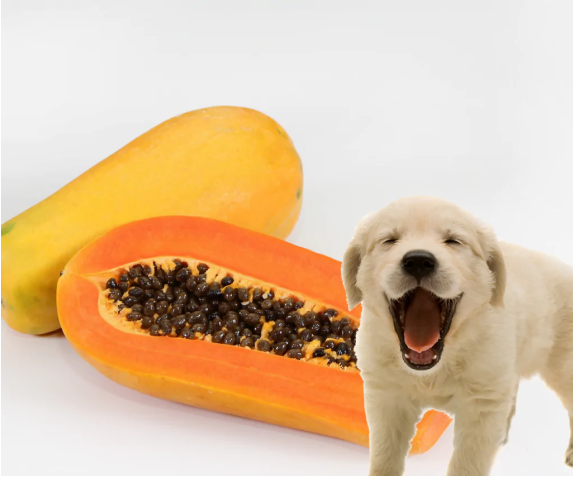 Los perro pueden comer papaya?