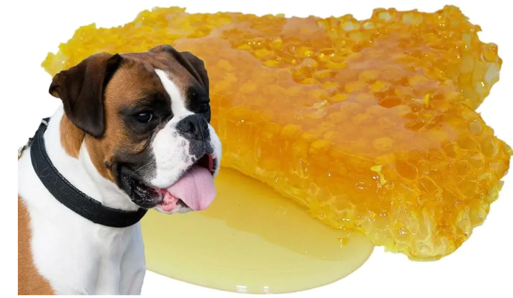 Los perro pueden comer miel?